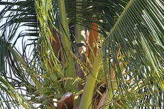 Lichmera indistincta limbata