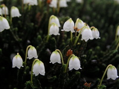 Cassiope tetragona tetragona