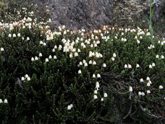 Cassiope tetragona tetragona