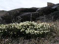 Cassiope tetragona tetragona
