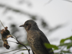 Hypsipetes amaurotis