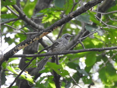 Hypsipetes amaurotis