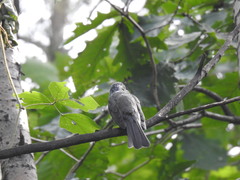 Hypsipetes amaurotis