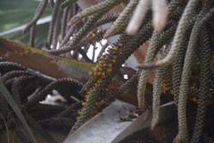 Tetragonilla collina