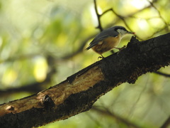 Sitta europaea