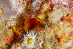 Notoclinops yaldwyni