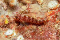 Notoclinops yaldwyni