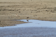 Charadrius javanicus