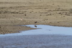 Charadrius javanicus