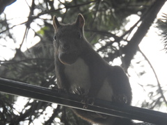Sciurus vulgaris