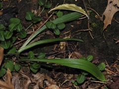 Spiranthes ochroleuca