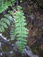 Cheilanthes chusana