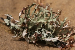 Platismatia stenophylla