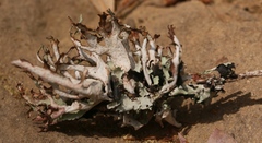 Platismatia stenophylla