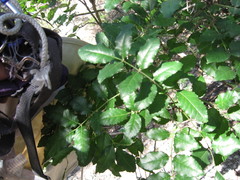 Zanthoxylum hirsutum