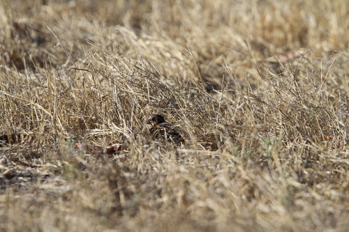 Sumba Buttonquail (Turnix everetti), photo 2