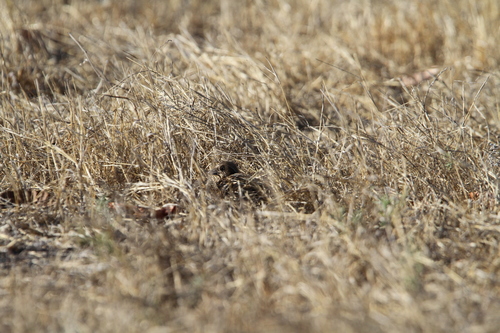 Sumba Buttonquail (Turnix everetti), photo 4