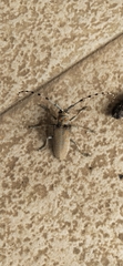 Celosterna scabrator