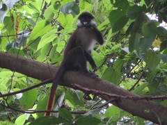 Cercopithecus ascanius schmidti