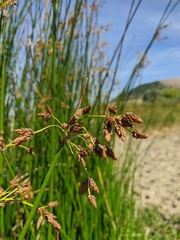 Schoenoplectus litoralis