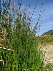 Schoenoplectus litoralis