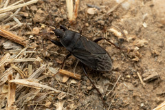 Neurocladus brachiidens