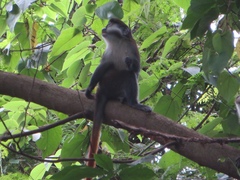 Cercopithecus ascanius schmidti
