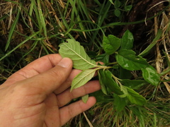 Critoniopsis bogotana