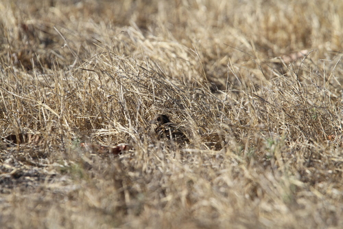 Sumba Buttonquail (Turnix everetti), photo 5