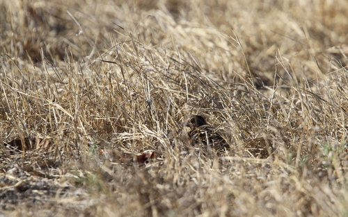 Sumba Buttonquail (Turnix everetti), photo 6
