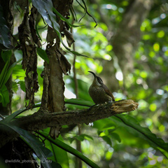 Ptiloris paradiseus