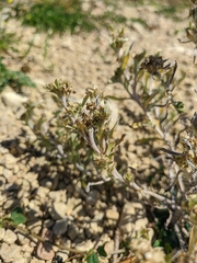 Gnaphalium rossicum