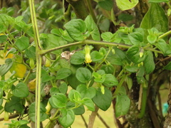 Salpichroa tristis