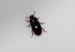 Alphitobius diaperinus