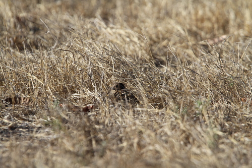 Sumba Buttonquail (Turnix everetti), photo 7