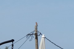 Falco tinnunculus tinnunculus