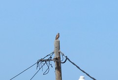 Falco tinnunculus tinnunculus