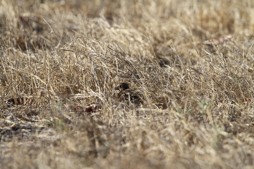 Sumba Buttonquail (Turnix everetti), photo 8