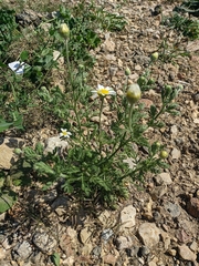 Anthemis ruthenica
