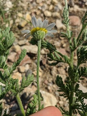 Anthemis ruthenica