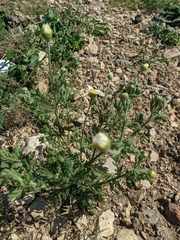 Anthemis ruthenica