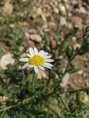 Anthemis ruthenica