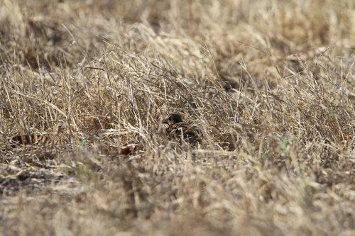 Sumba Buttonquail (Turnix everetti), photo 9