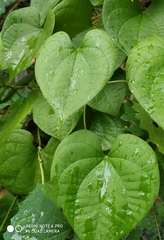 Dioscorea esculenta