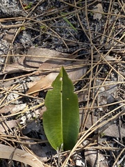 Cryptostylis ovata