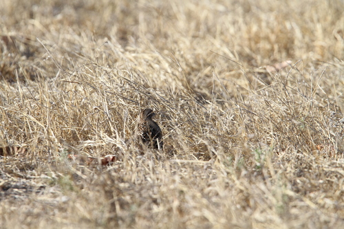 Sumba Buttonquail (Turnix everetti), photo 10