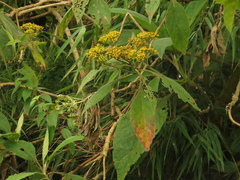 Verbesina arborea