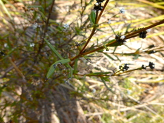 Logania recurva