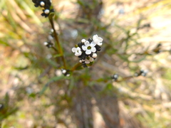 Logania recurva