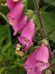 Bombus robustus